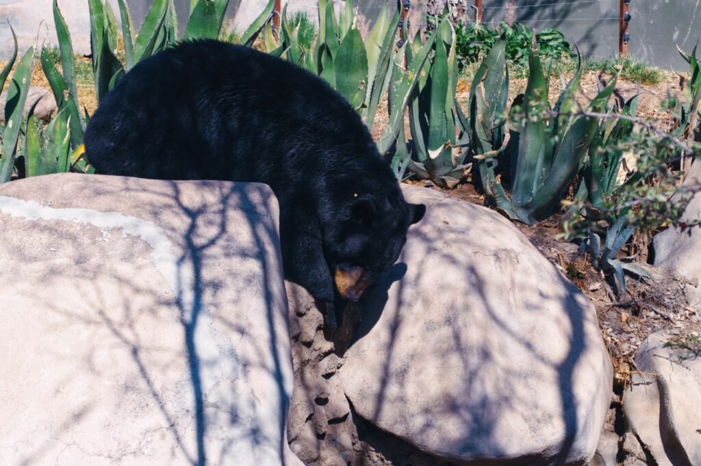 Museo del Desierto en Saltillo: Un Viaje al Pasado y Presente de México 5 IMG 20250408 102340